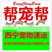 宠物托运爆料视频,爆料视频曝光惊人真相